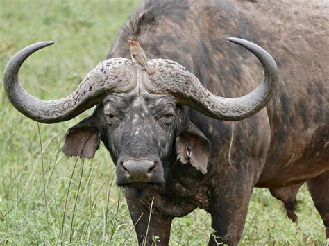 Big Wild Buffalo brabet
