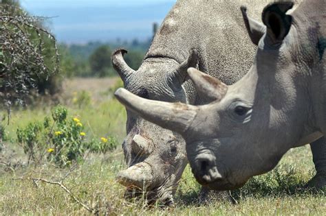 Majestic White Rhino brabet