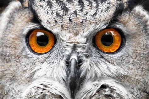 Owl Eyes Nova LeoVegas