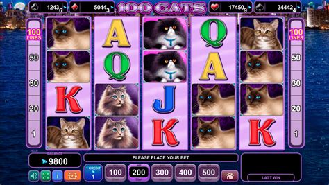 Play 100 Cats slot