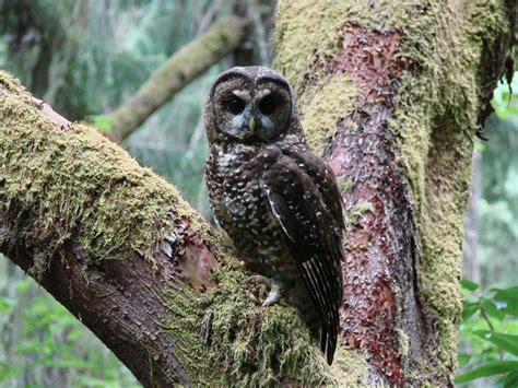 Slot Owl In Forest