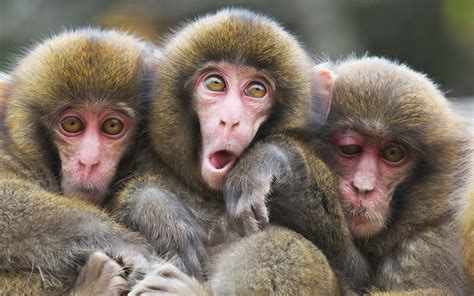 Three Monkeys LeoVegas