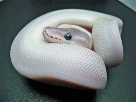 White Python Betfair